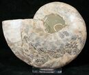 Agatized Ammonite Fossil (Half) #17870-1